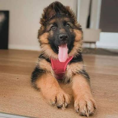 German Shepherd Long coat black mask & Husky long coat available .