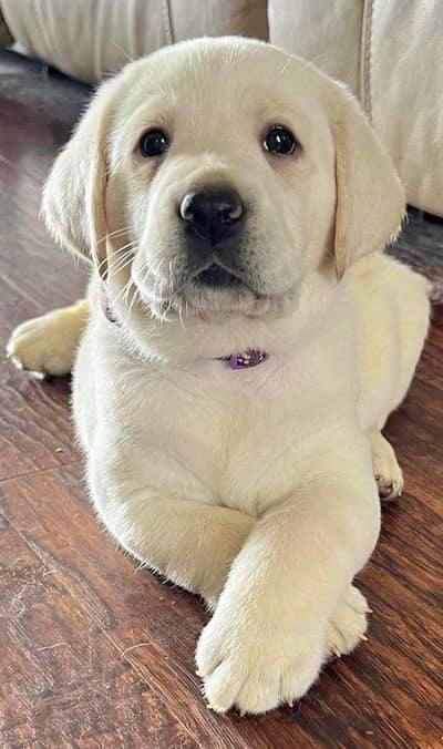 British Labrador . German shepherd&Husky long coat available .