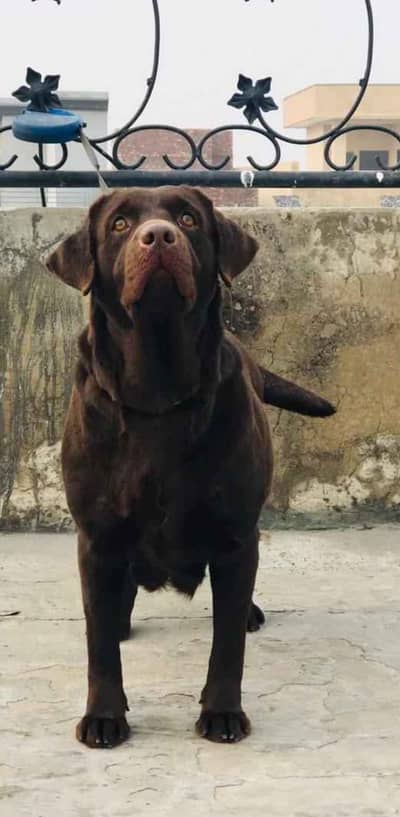 Chocolate Labrador Male
