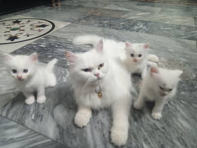 full white bubble Cort Persian cats