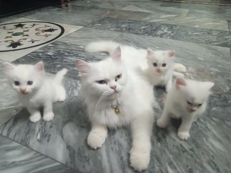 full white bubble Cort Persian cats
