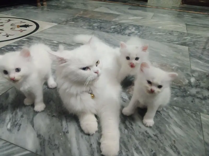 full white bubble Cort Persian cats — photo 2