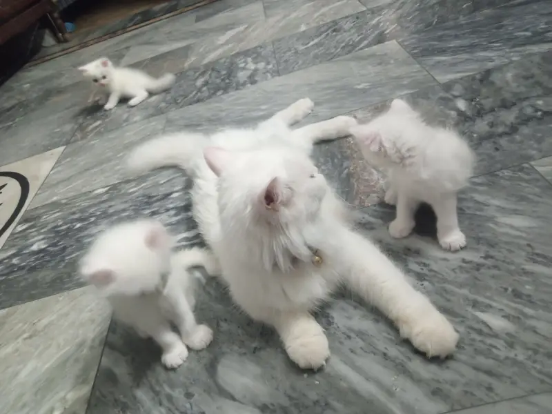 full white bubble Cort Persian cats — photo 4