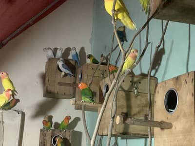 Lovebird healthy or active pair