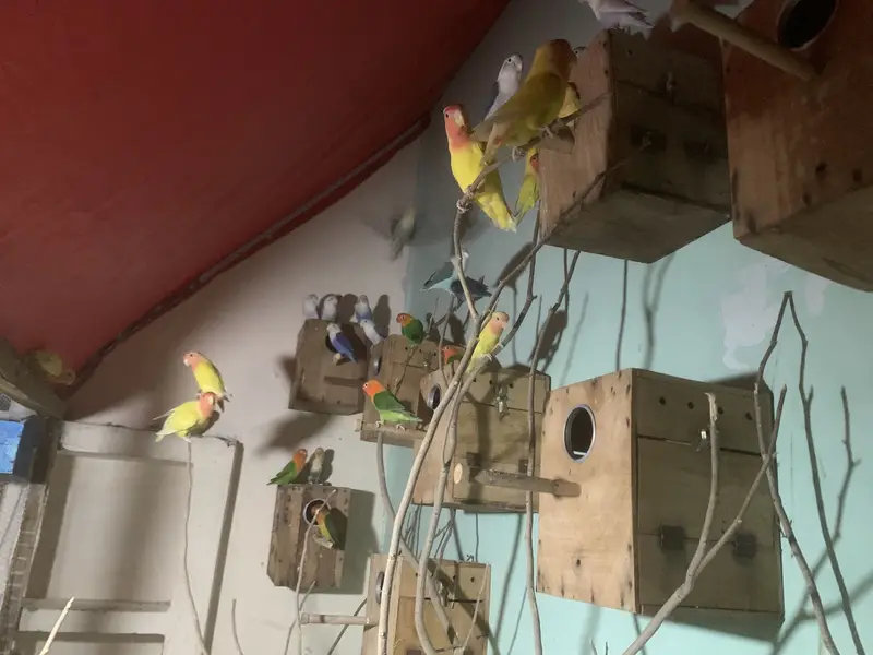 Lovebird healthy or active pair — photo 2