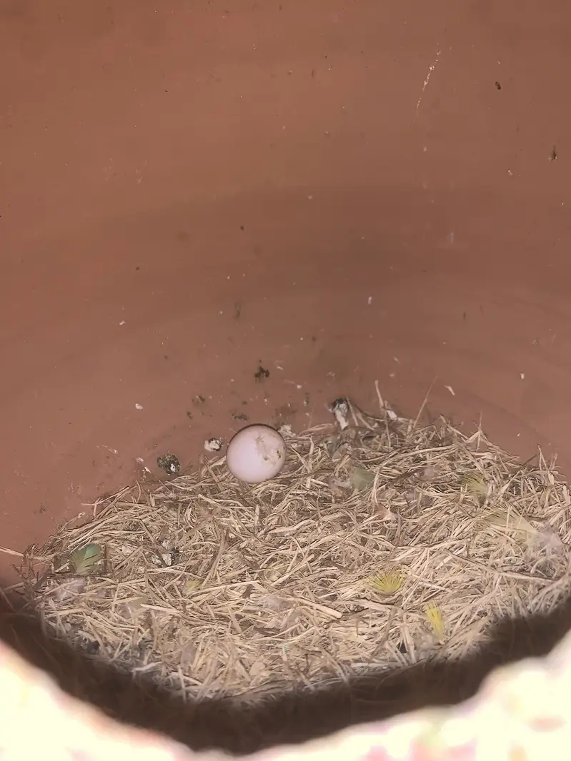 Lovebird healthy or active pair — photo 3