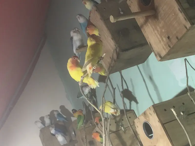 Lovebird healthy or active pair — photo 4