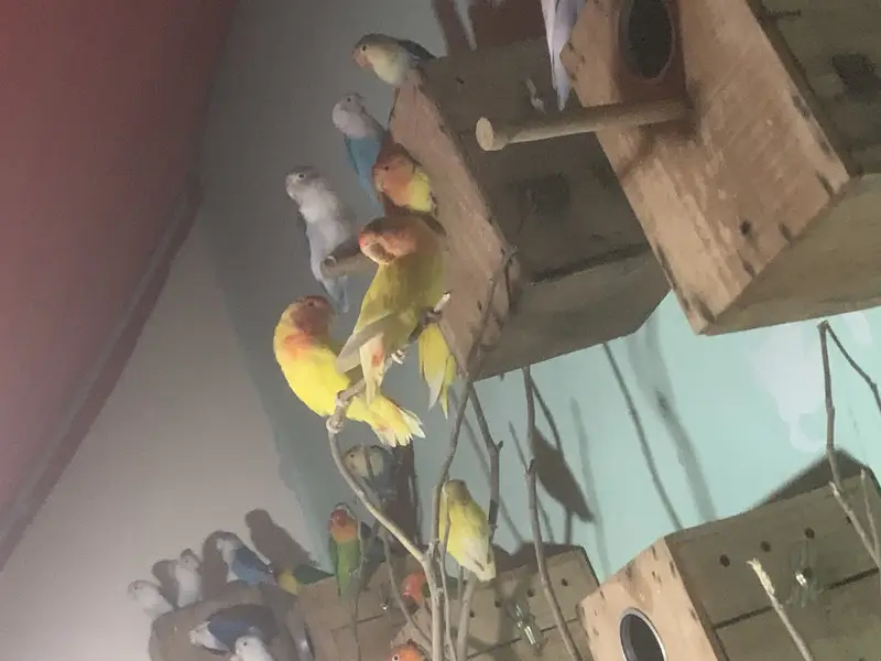 Lovebird healthy or active pair — photo 5