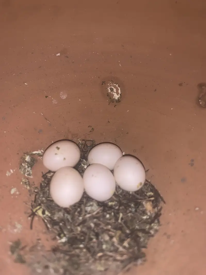 Lovebird healthy or active pair — photo 7