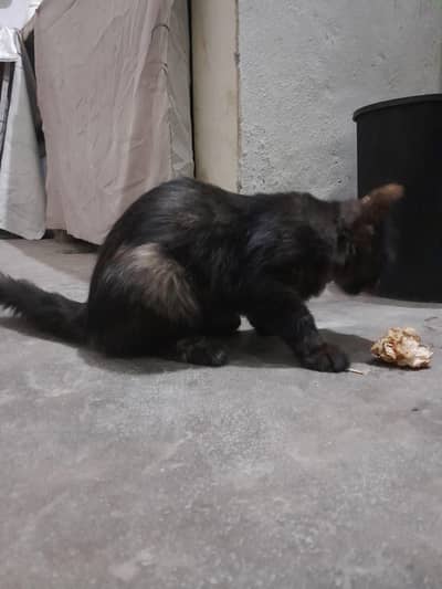 Persian Cat (Black+Brown)