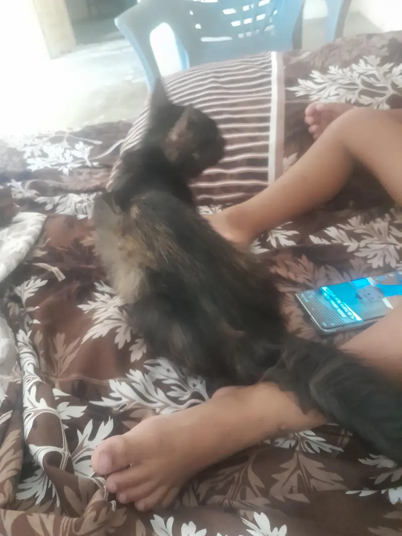 Persian Cat (Black+Brown) — photo 2
