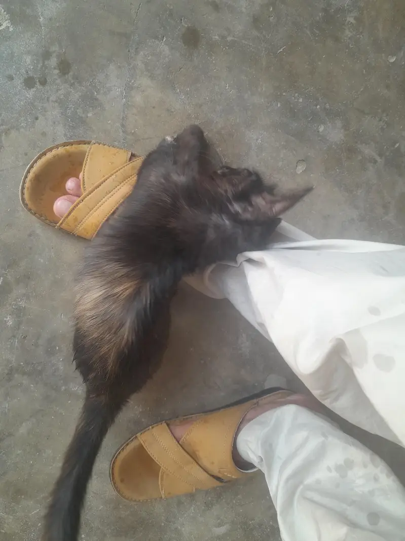 Persian Cat (Black+Brown) — photo 3