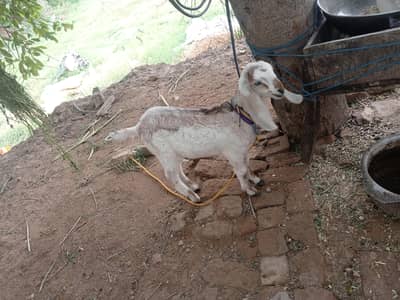 3 month old female path for sale on reasonable price