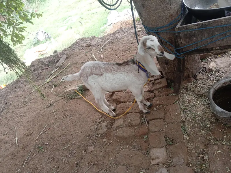 3 month old female path for sale on reasonable price