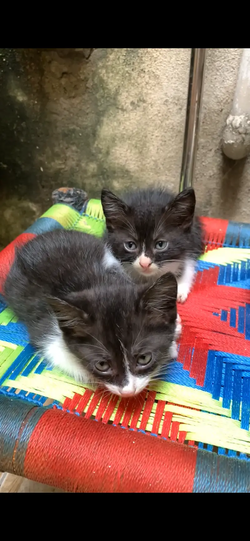 They are 3 weeks old