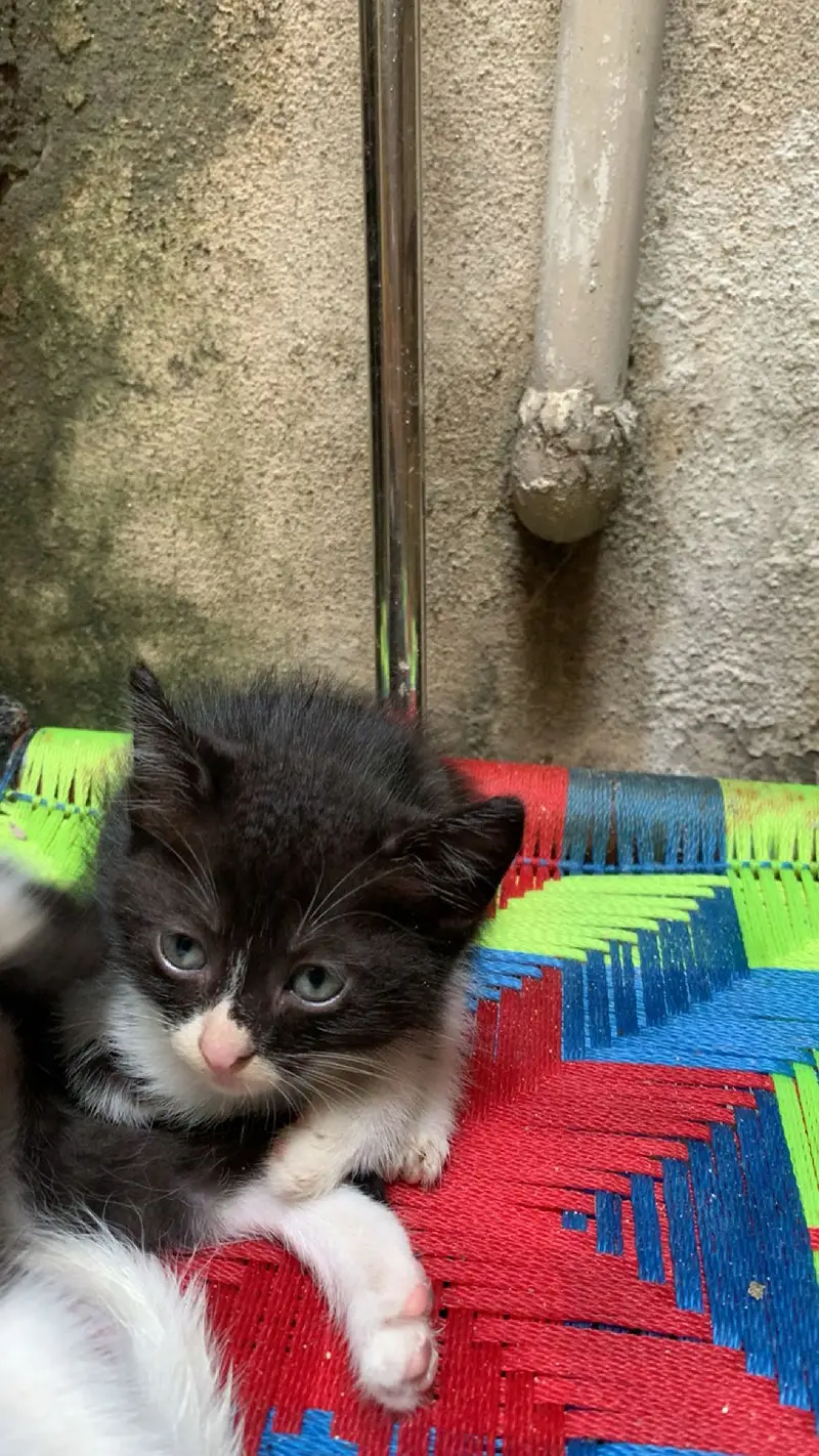 They are 3 weeks old — photo 2