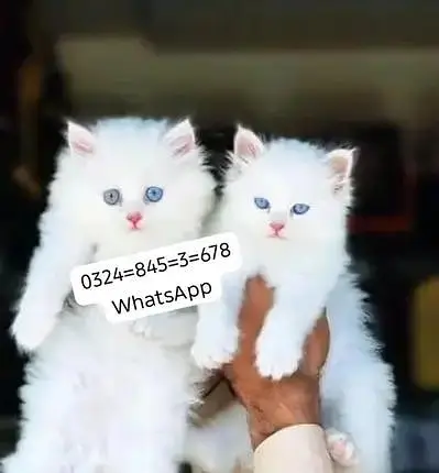 Persian cat for sale male  femal my   0324845367**eight **hai WhatsApp