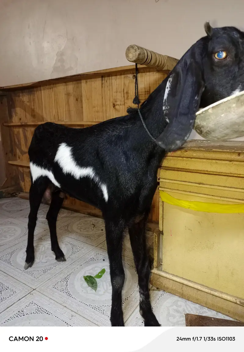 goat available here
