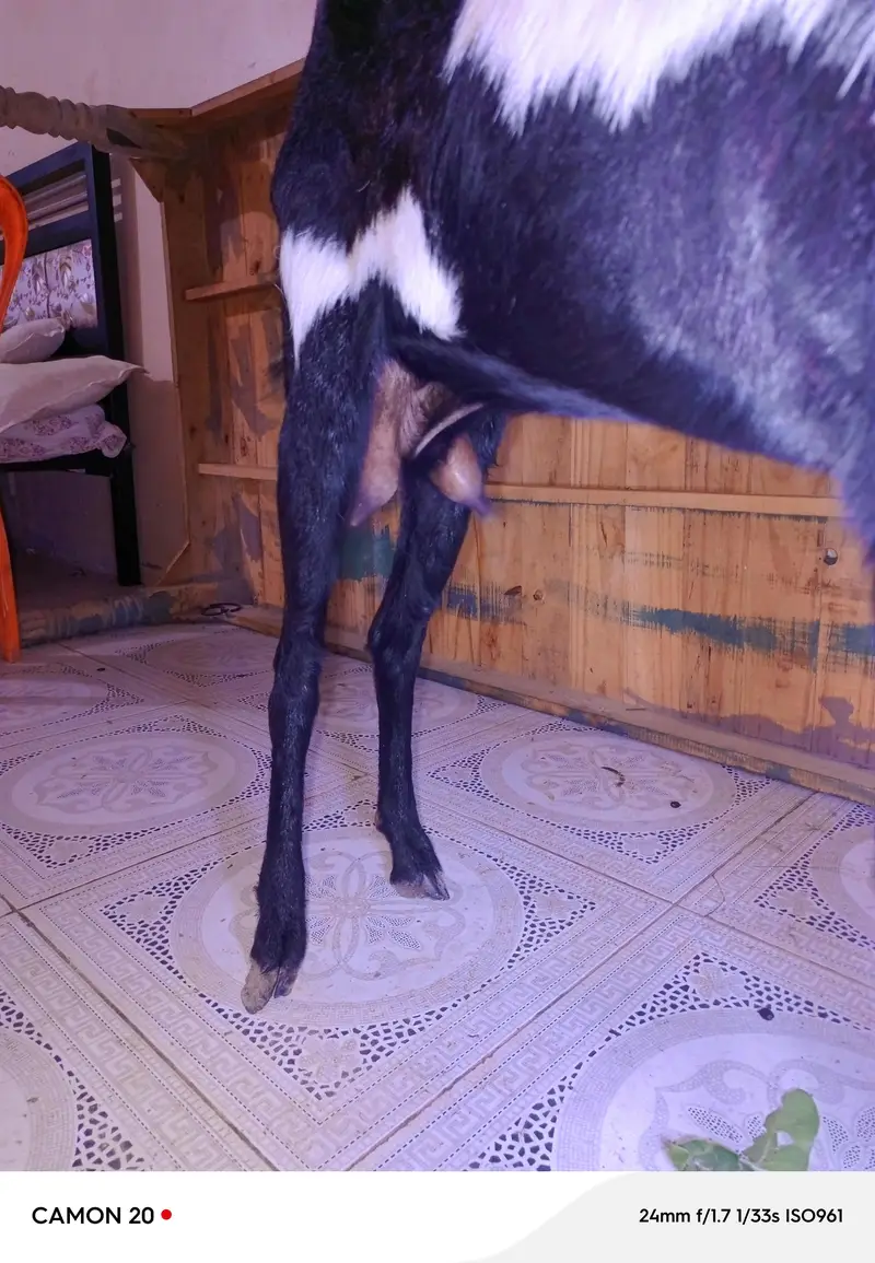 goat available here — photo 2