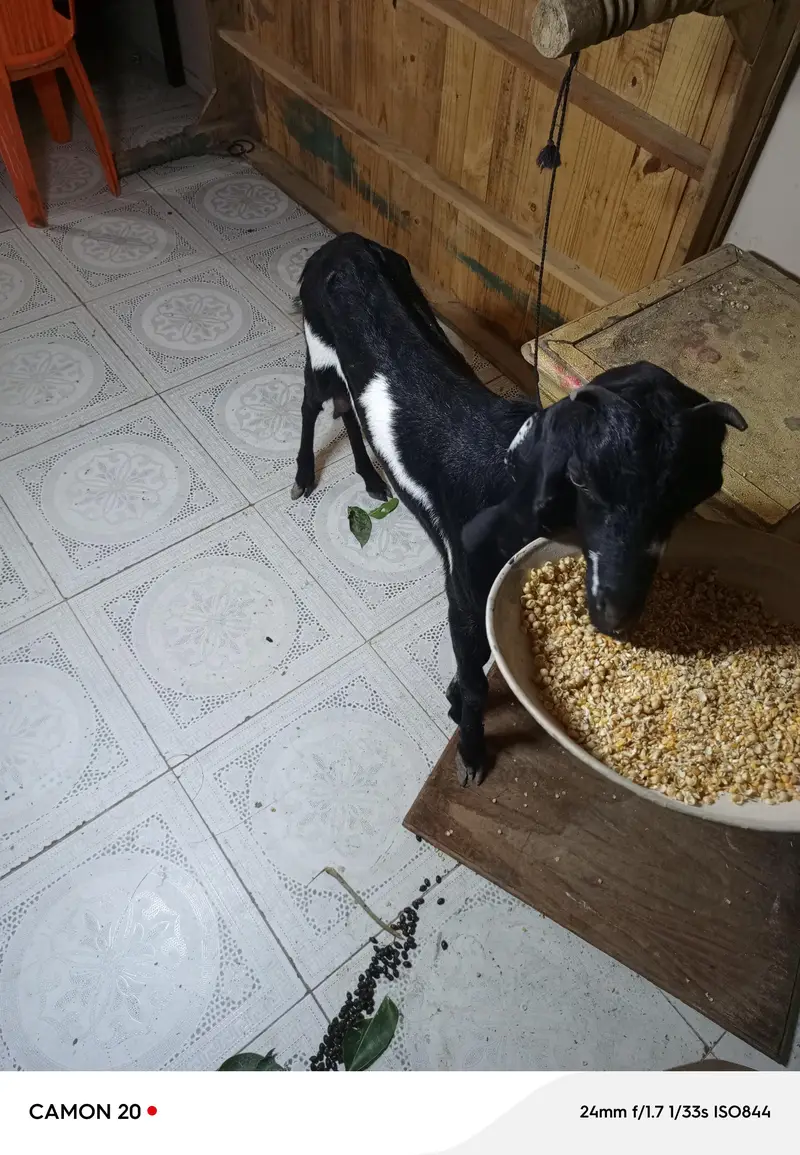 goat available here — photo 3