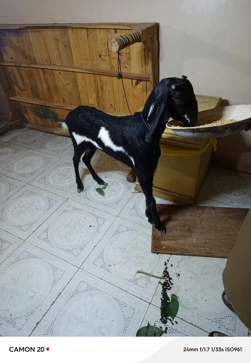 goat available here — photo 4