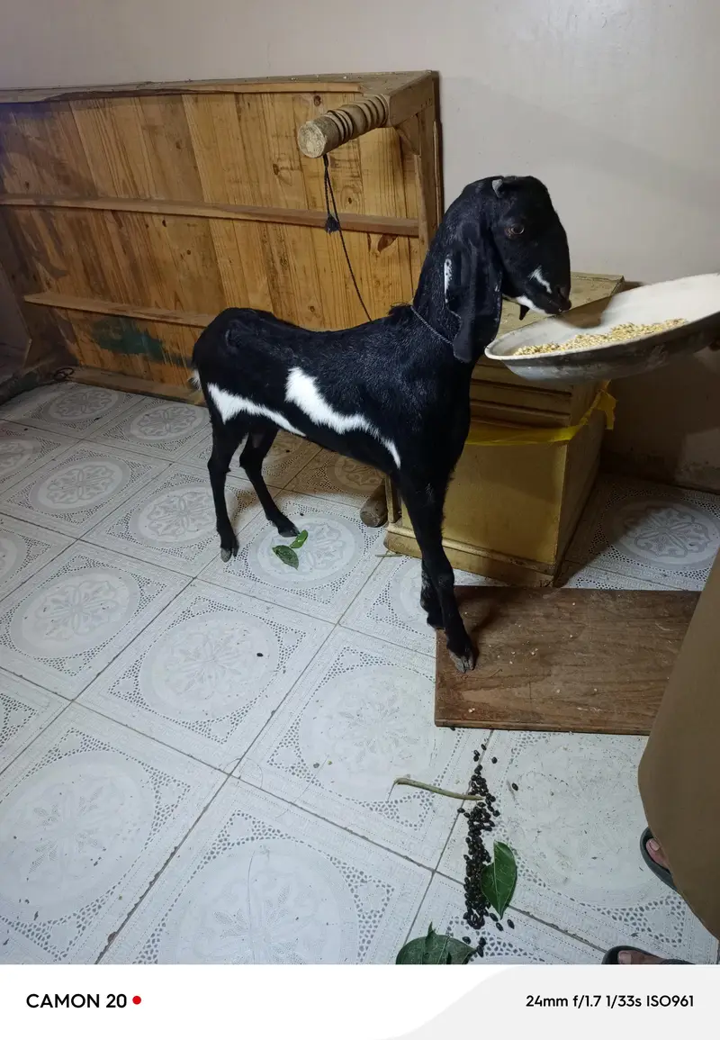goat available here — photo 5