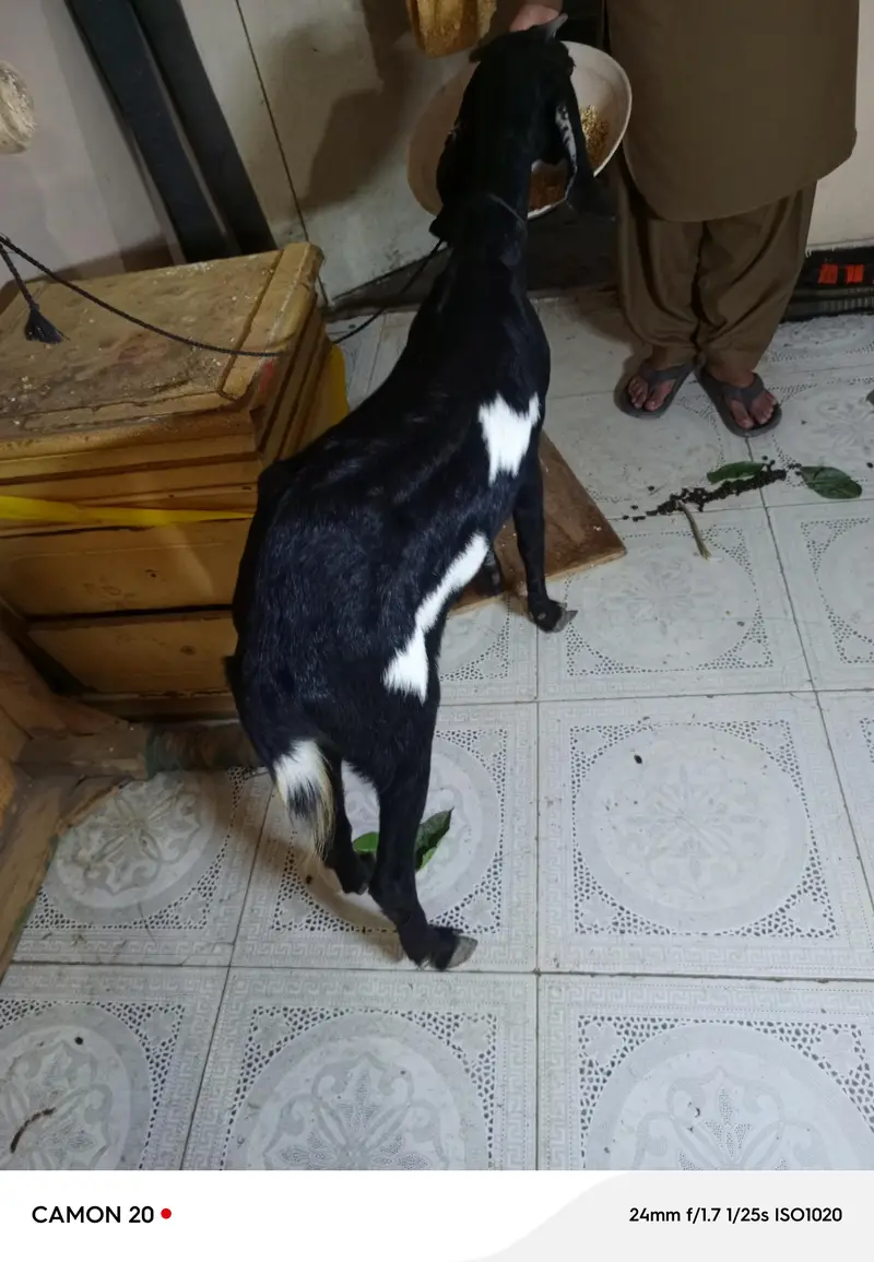 goat available here — photo 6
