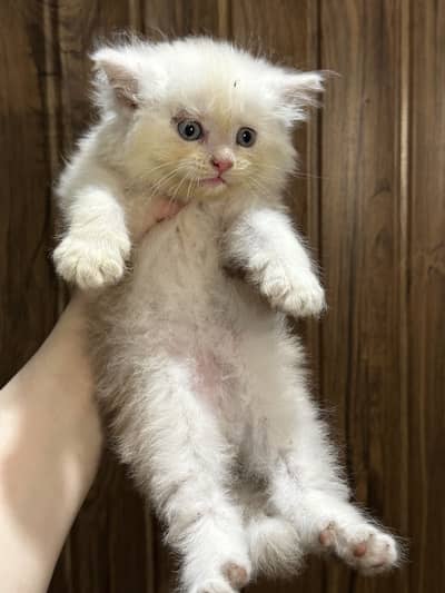 Tripple coated persian kittens
