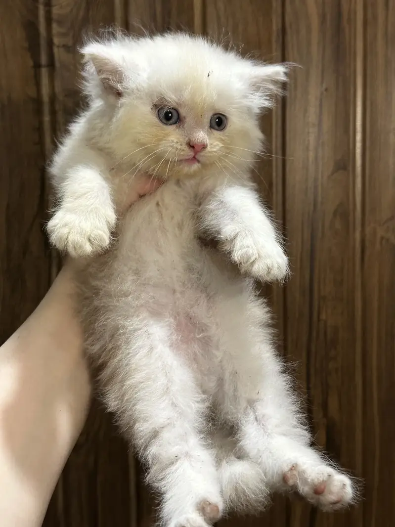 Tripple coated persian kittens