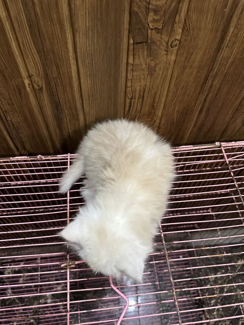 Tripple coated persian kittens — photo 2