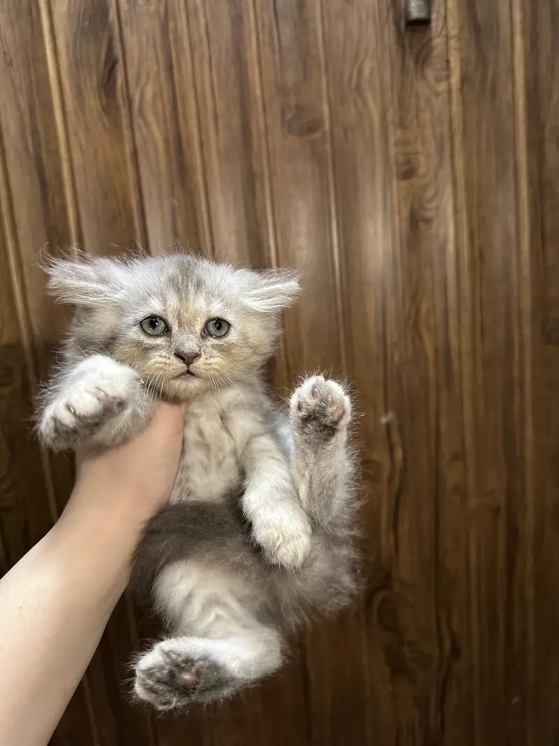 Tripple coated persian kittens — photo 3