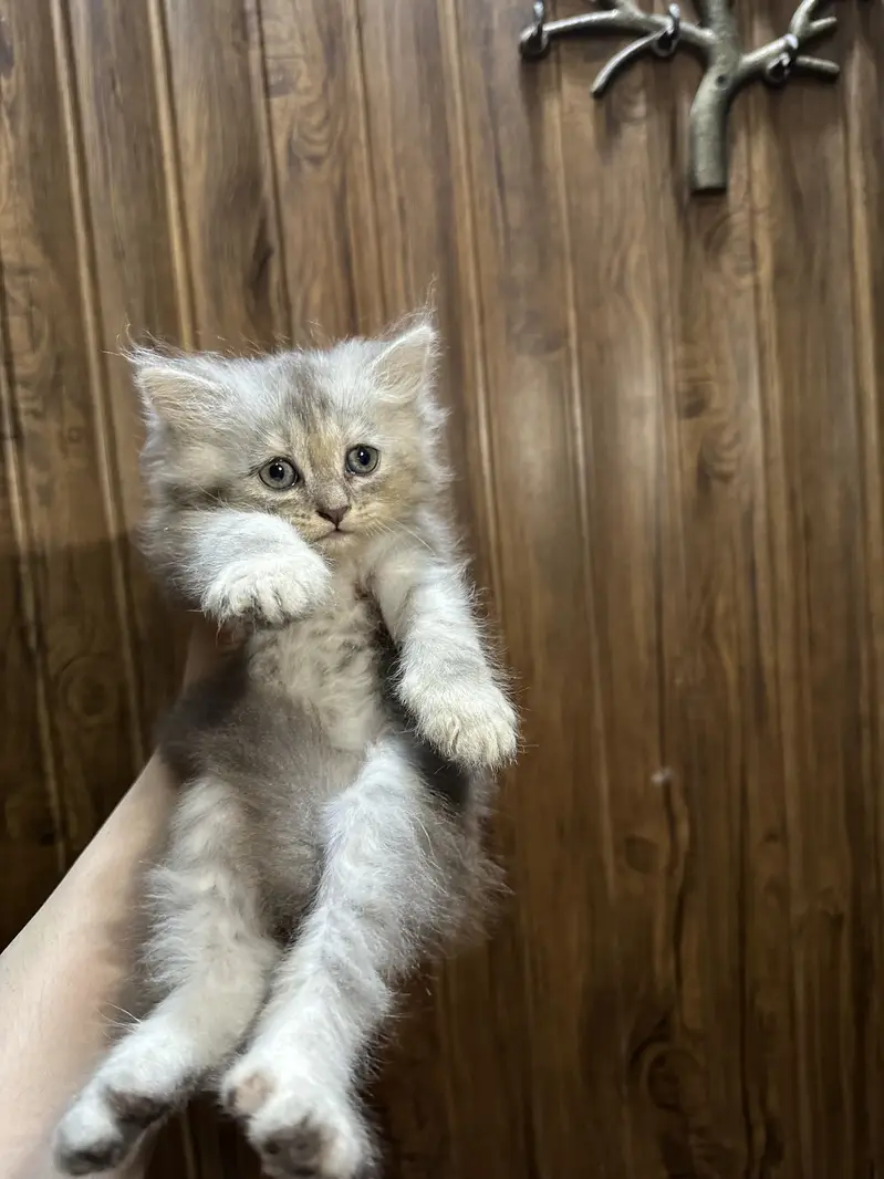 Tripple coated persian kittens — photo 4
