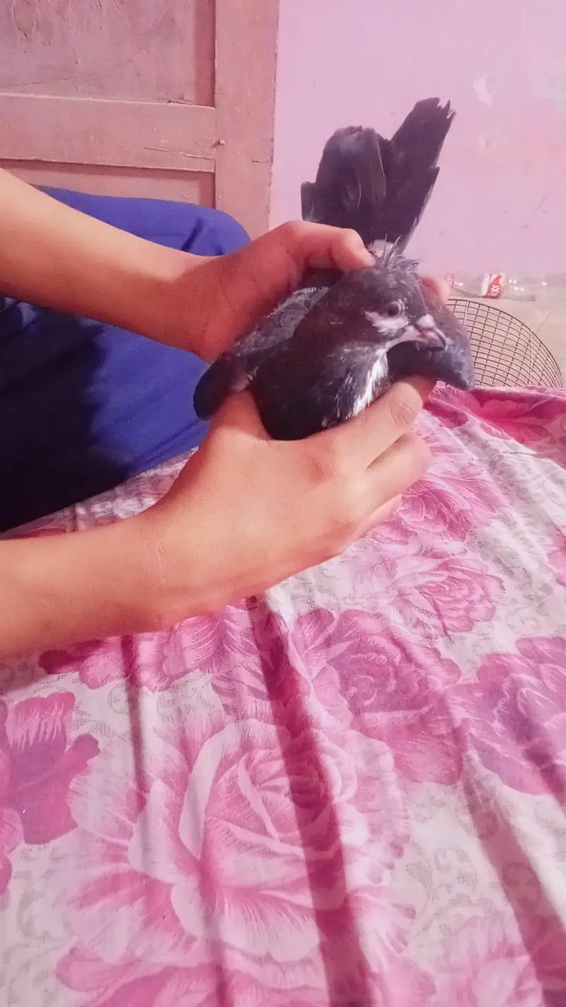 total 7 hai 5 ki pic li hai mashallah — photo 3