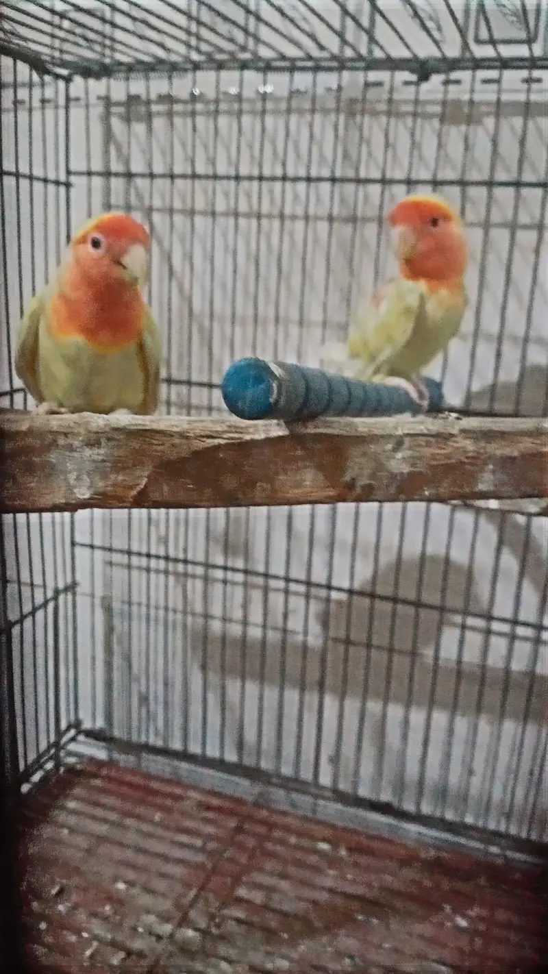 love birds breedar pair