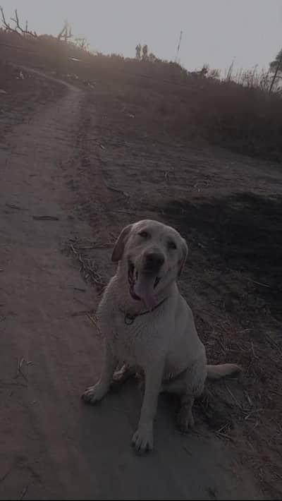 male lab required