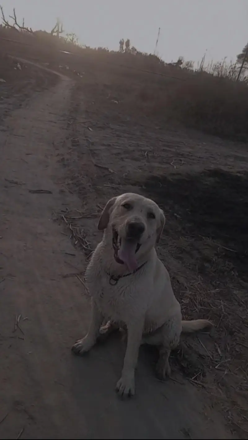 male lab required