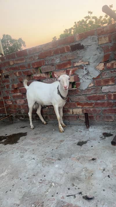 Gulabi Tedda
