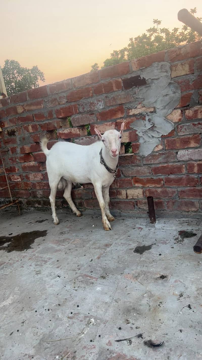 Gulabi Tedda 0