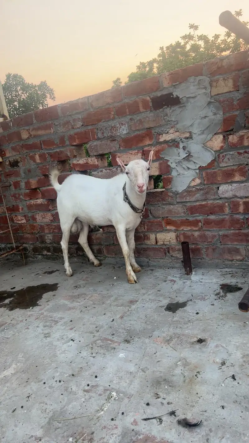 Gulabi Tedda