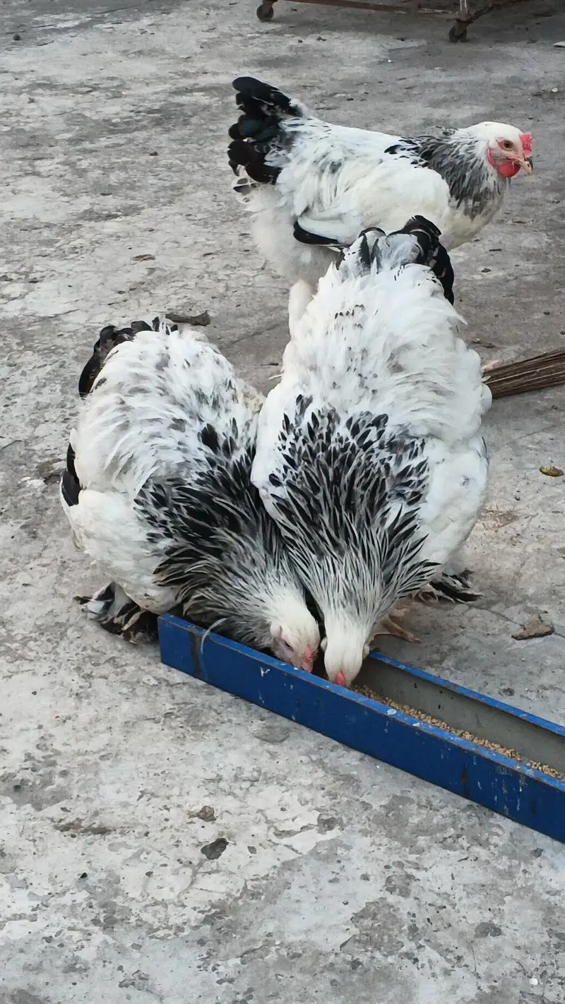 brahma 1 male 2female ,black silkie pair — photo 3