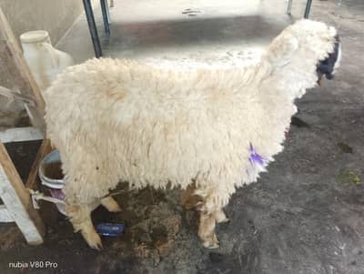 Desi Beetal or chatra pair sale