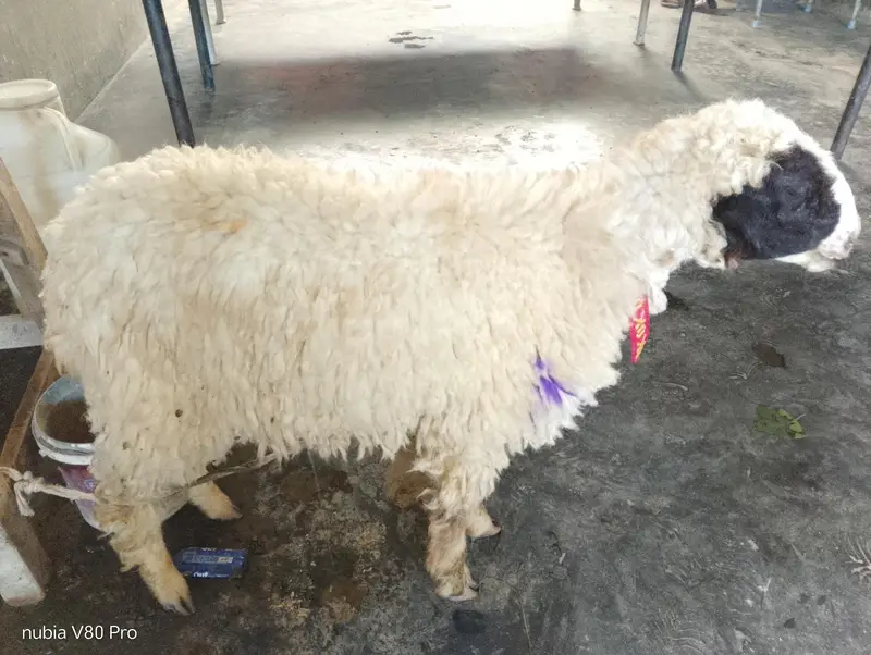 Desi Beetal or chatra pair sale — photo 5