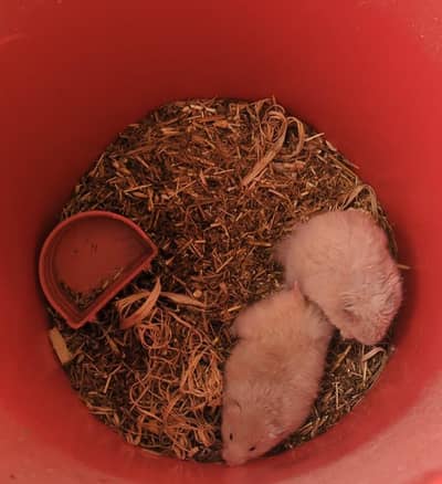 Syrian Hamster Pair for sale