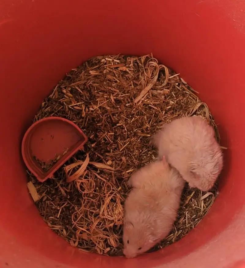 Syrian Hamster Pair for sale