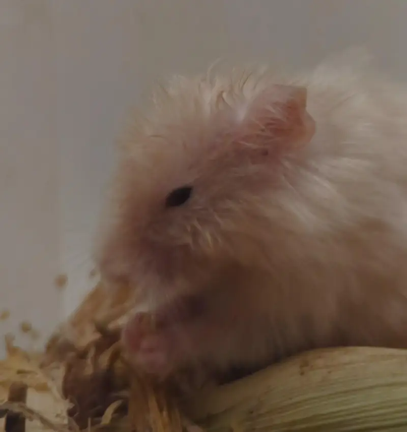 Syrian Hamster Pair for sale — photo 3