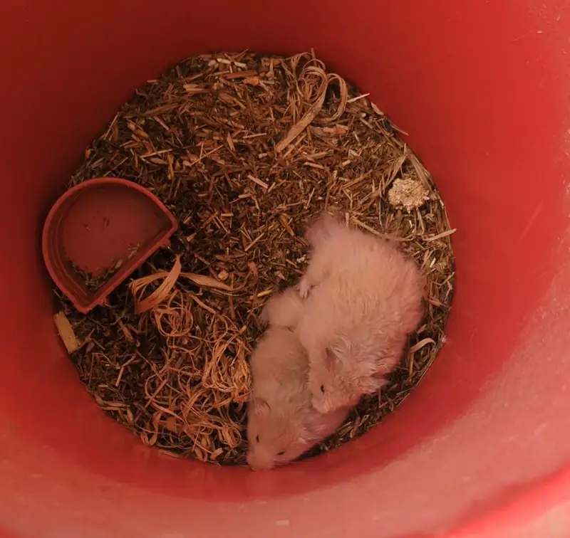 Syrian Hamster Pair for sale — photo 4