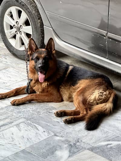 German shepherd male