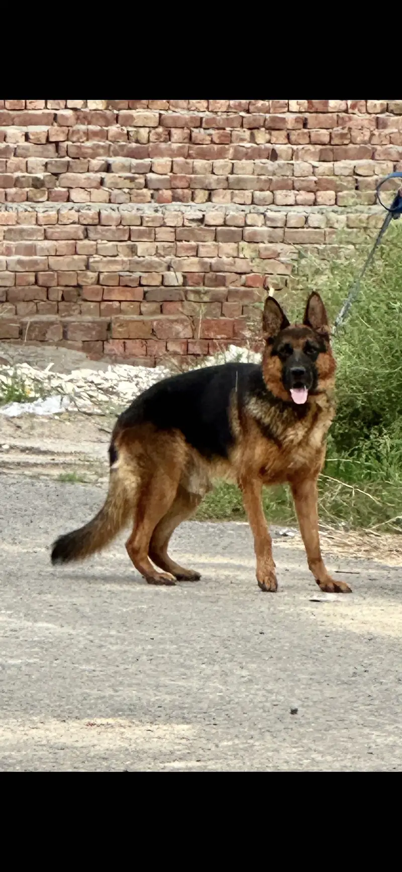 German shepherd male — photo 2