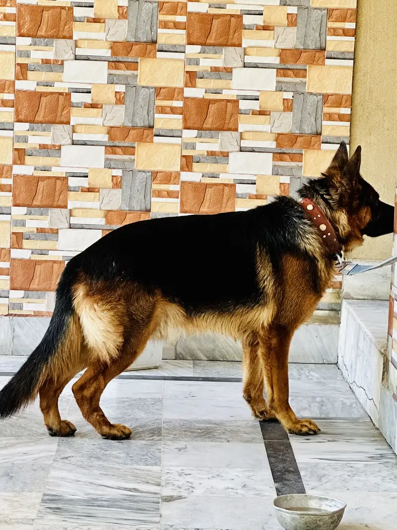 German shepherd male — photo 3