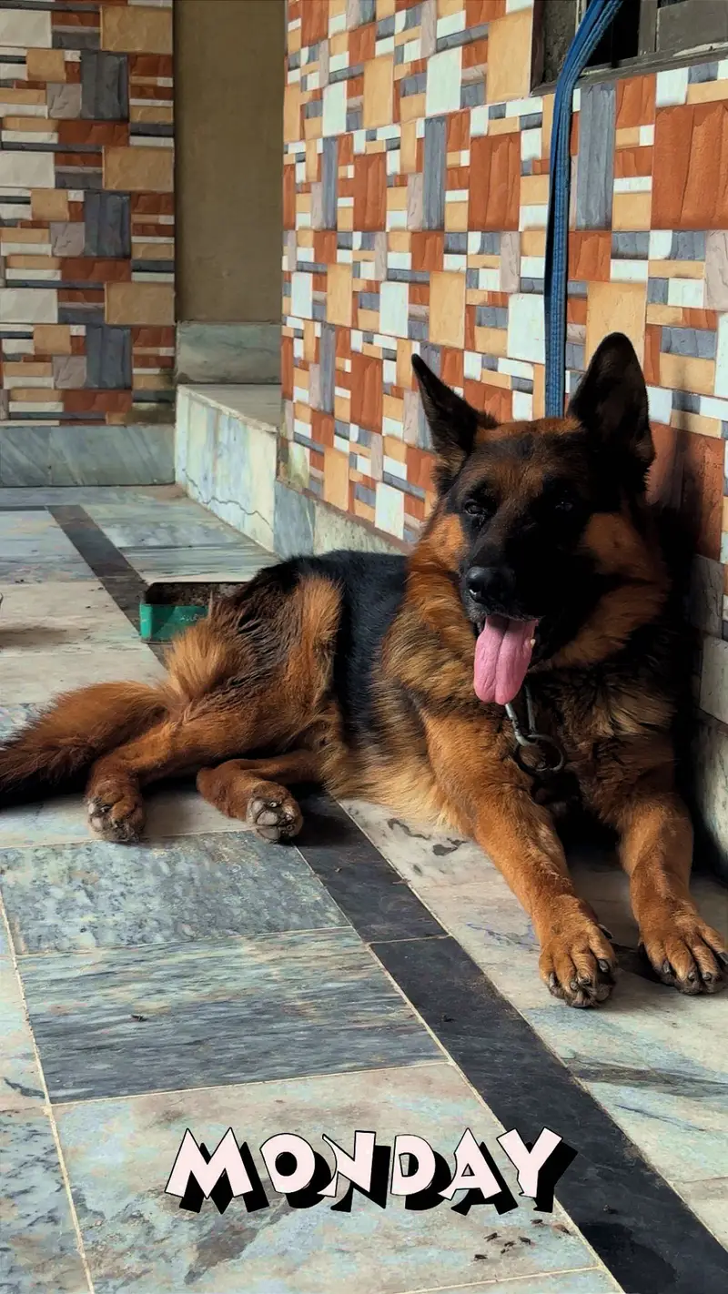 German shepherd male — photo 4